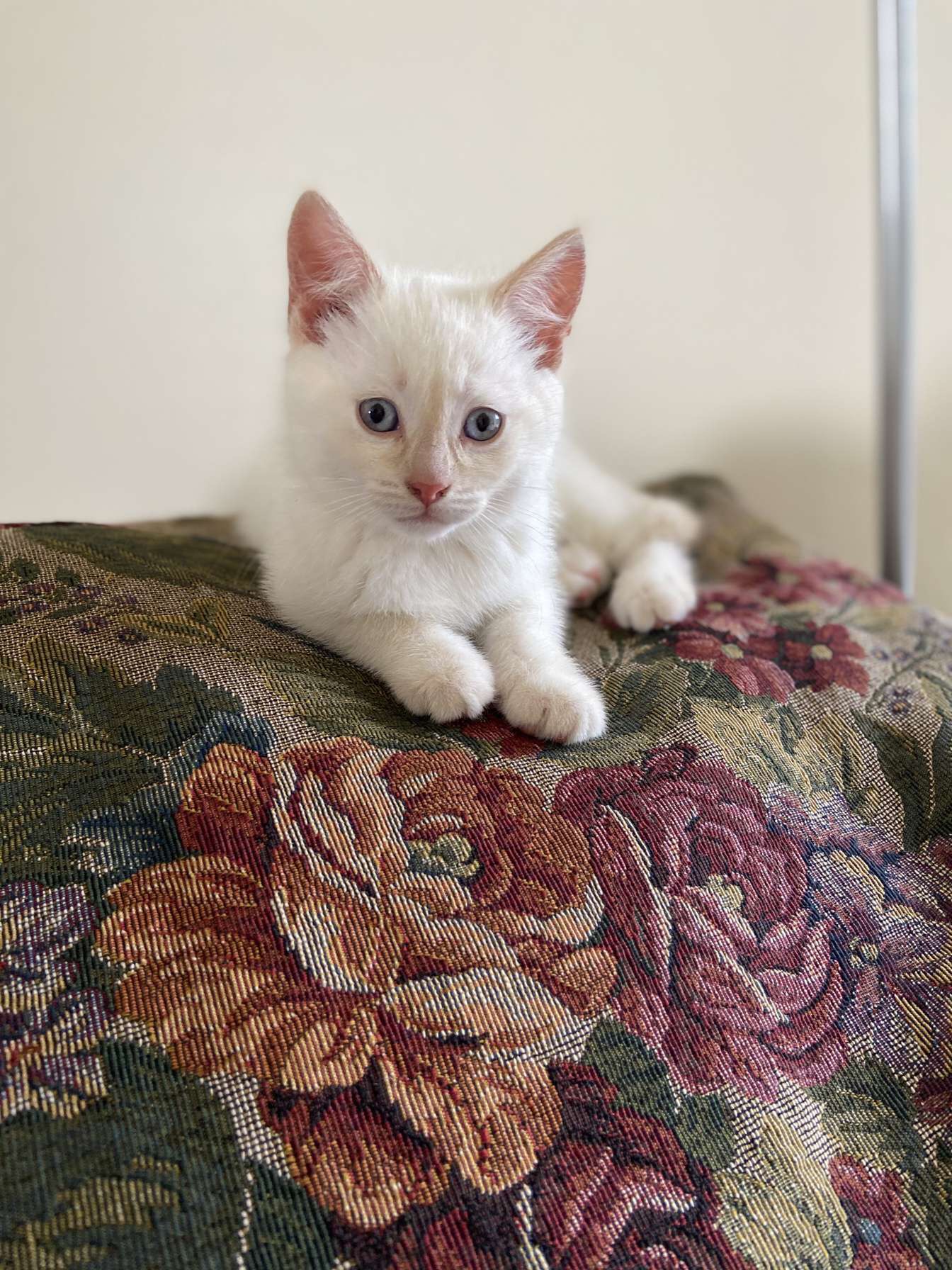 Cook and Sporleder's barn kitten, Skye