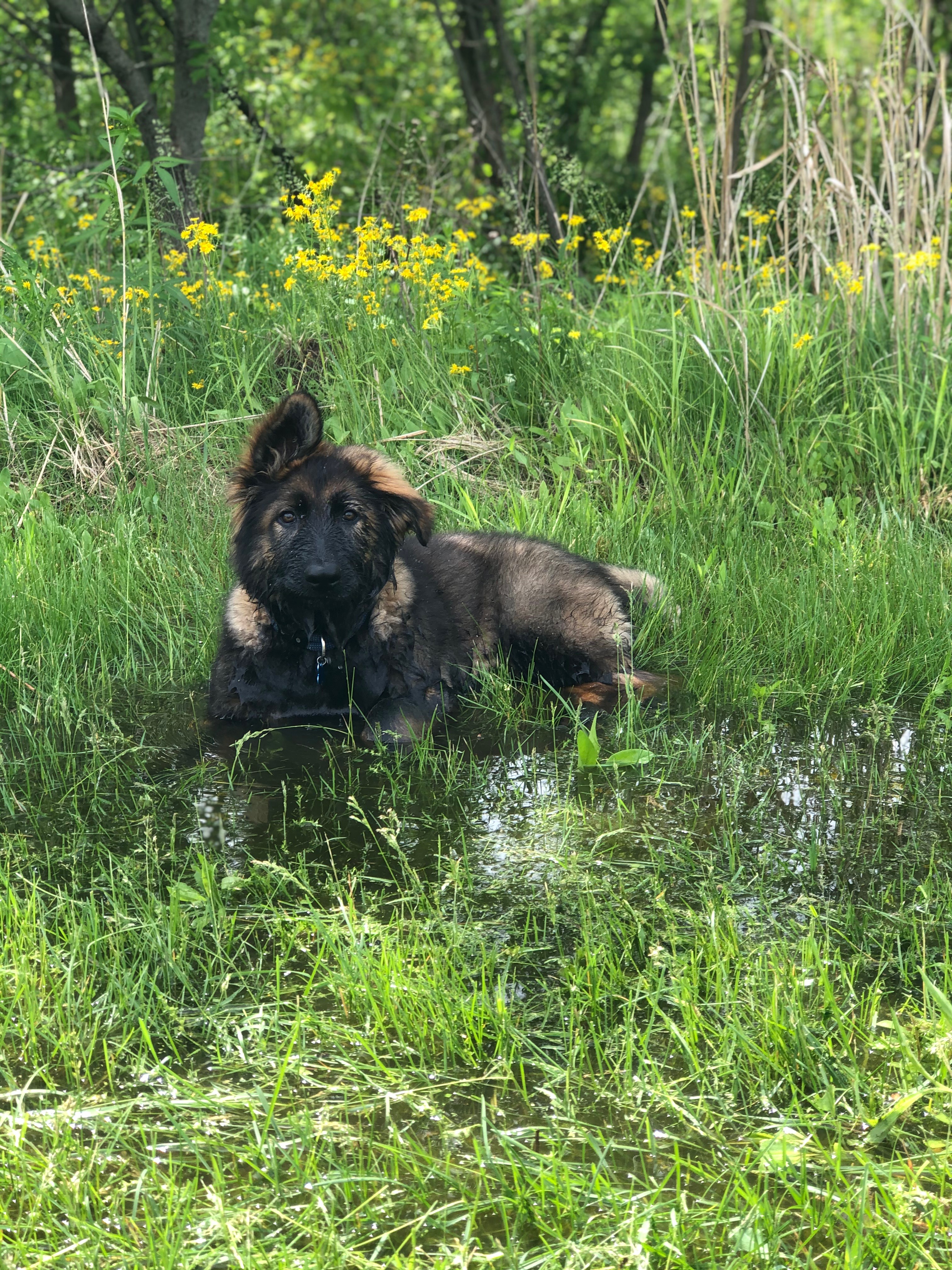 Morrow's German Shepherd puppy, Zelos