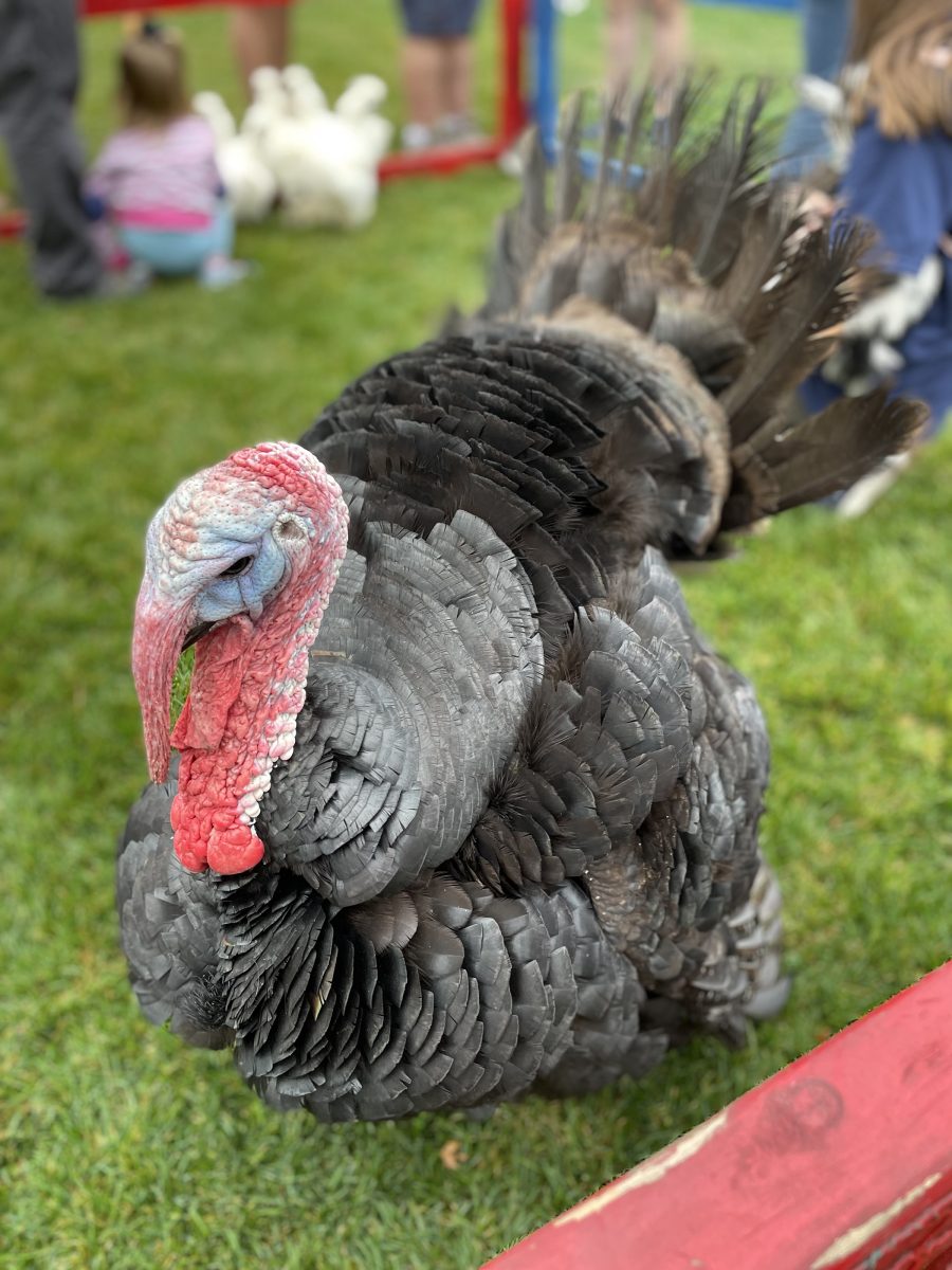 Turkeys and bunnies and llamas, oh my: a Bethel homecoming for all ages